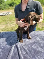 Orange, a male German Shorthaired Pointer for sale in Ocala, FL – 1 of 4