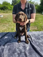 Orange, a male German Shorthaired Pointer for sale in Ocala, FL – 2 of 4