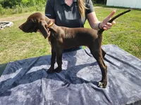 Orange, a male German Shorthaired Pointer for sale in Ocala, FL – 4 of 4