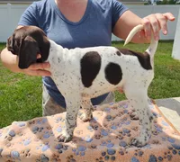 Adonis, a male German Shorthaired Pointer for sale in Ocala, FL – Photo 1 of 3