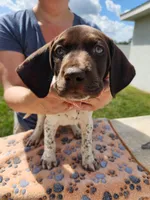 Adonis, a male German Shorthaired Pointer for sale in Ocala, FL – Photo 2 of 3