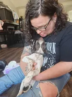 Adonis, a male German Shorthaired Pointer for sale in Ocala, FL – Photo 3 of 3