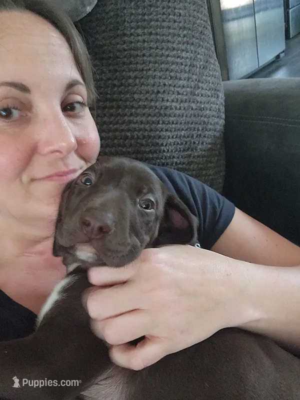 Odin – German Shorthaired Pointer puppy for sale in Ocala, FL