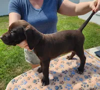 Odin, a male German Shorthaired Pointer for sale in Ocala, FL – Photo 2 of 4