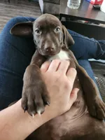 Odin, a male German Shorthaired Pointer for sale in Ocala, FL – Photo 4 of 4