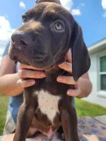 Odin, a male German Shorthaired Pointer for sale in Ocala, FL – Photo 3 of 4