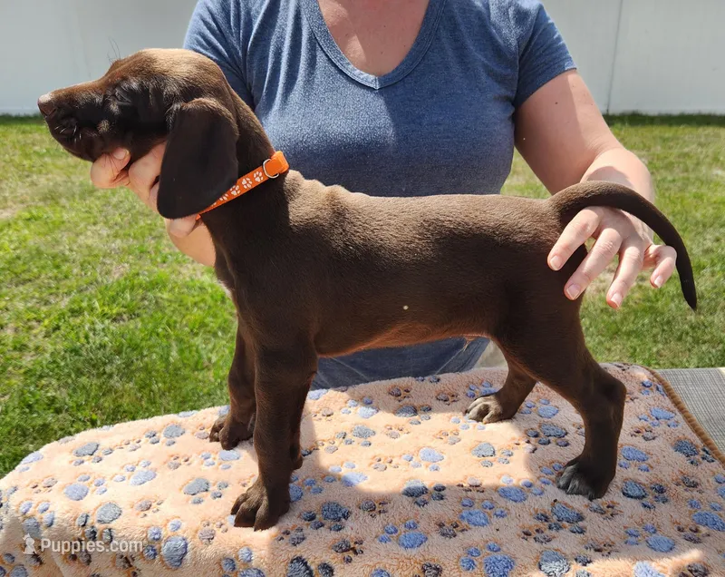 Orion – German Shorthaired Pointer puppy for sale in Ocala, FL