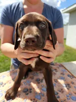 Orion, a male German Shorthaired Pointer for sale in Ocala, FL – Photo 2 of 3