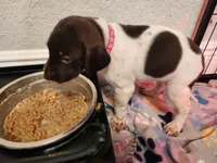 Aurora , a female German Shorthaired Pointer for sale in Ocala, FL – Photo 3 of 3