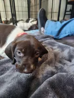 Aurora , a female German Shorthaired Pointer for sale in Ocala, FL – Photo 2 of 3