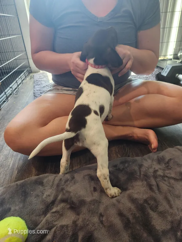 Aurora  – German Shorthaired Pointer puppy for sale in Ocala, FL