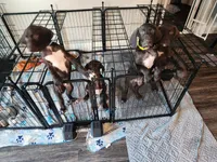Neon Green, a male German Shorthaired Pointer for sale in Ocala, FL – 3 of 4