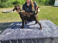 Neon Green, a male German Shorthaired Pointer for sale in Ocala, FL – 2 of 4