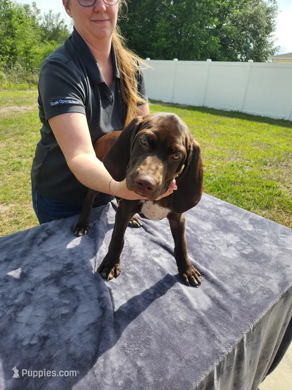 Neon Green – German Shorthaired Pointer puppy for sale in Ocala, FL
