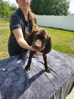 Neon Green, a male German Shorthaired Pointer for sale in Ocala, FL – 1 of 4