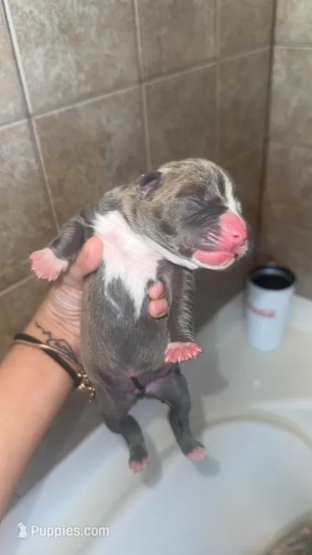 Will – American Pit Bull Terrier puppy on hold in Colorado Springs, CO