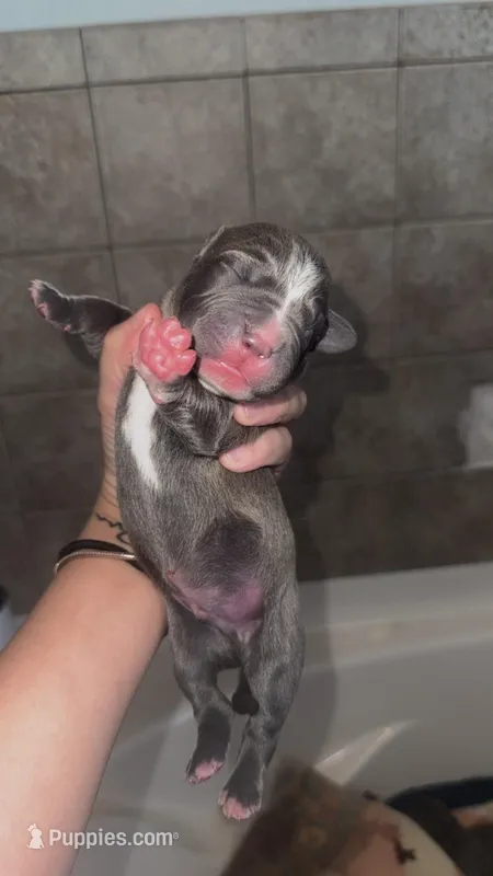 Vecna  – American Pit Bull Terrier puppy on hold in Colorado Springs, CO