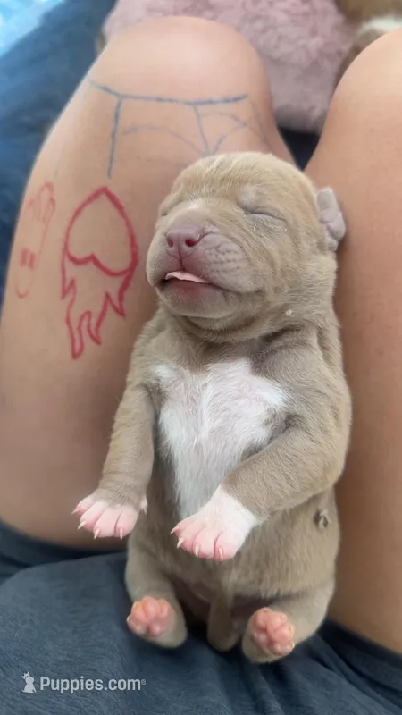 Nancy – American Pit Bull Terrier puppy for sale in Colorado Springs, CO