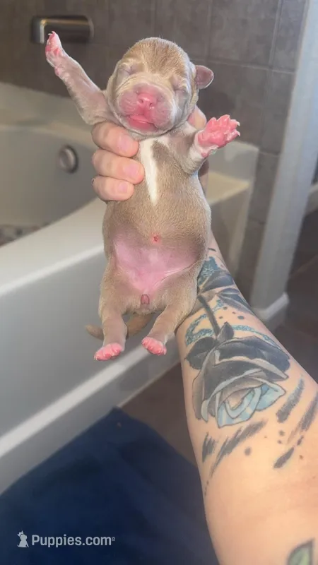 Nancy – American Pit Bull Terrier puppy for sale in Colorado Springs, CO