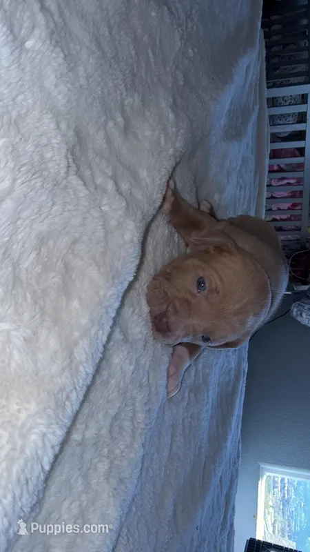 Nancy – American Pit Bull Terrier puppy for sale in Colorado Springs, CO