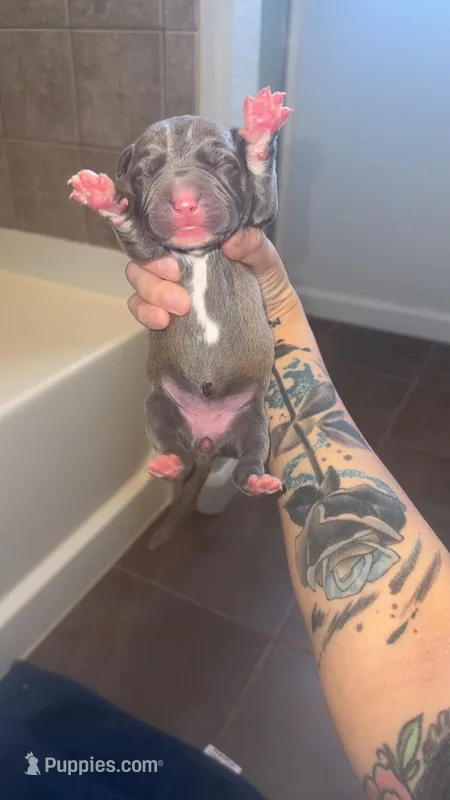 Max – American Pit Bull Terrier puppy for sale in Colorado Springs, CO