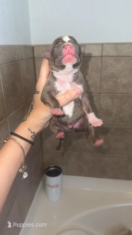 Mike – American Pit Bull Terrier puppy for sale in Colorado Springs, CO