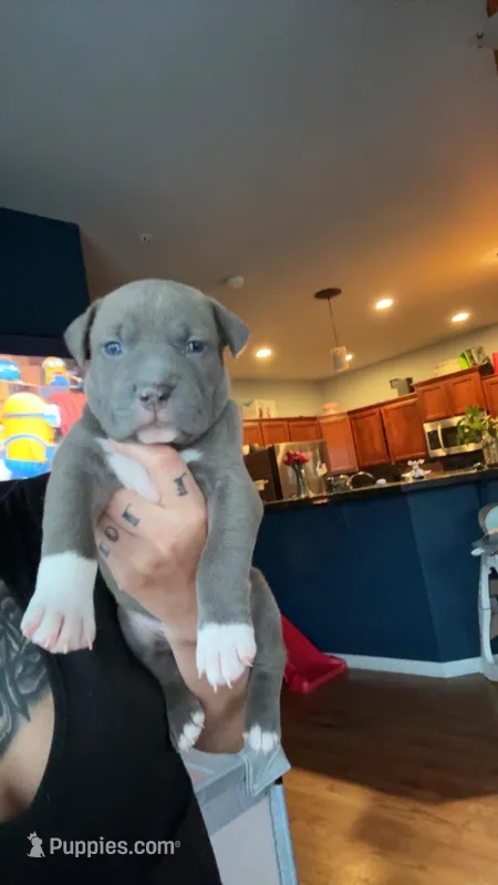 Joyce – American Pit Bull Terrier puppy for sale in Colorado Springs, CO
