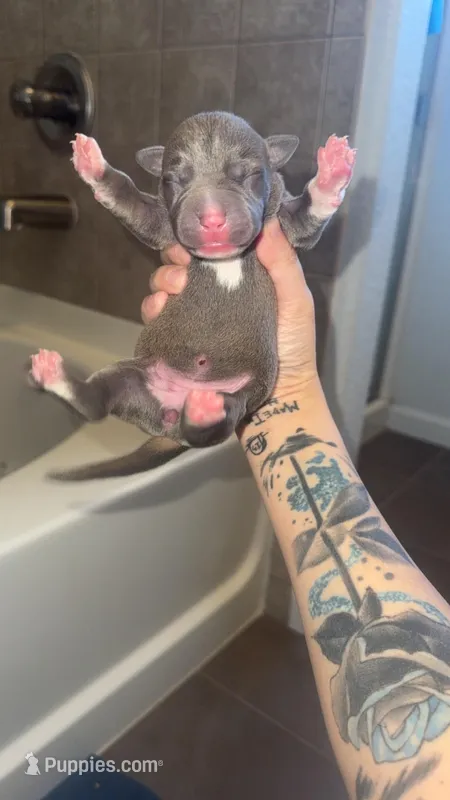 Joyce – American Pit Bull Terrier puppy for sale in Colorado Springs, CO