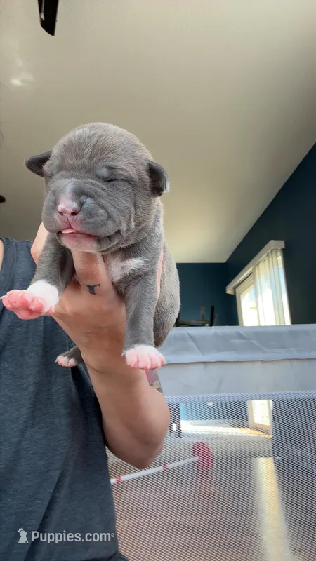 Joyce – American Pit Bull Terrier puppy for sale in Colorado Springs, CO