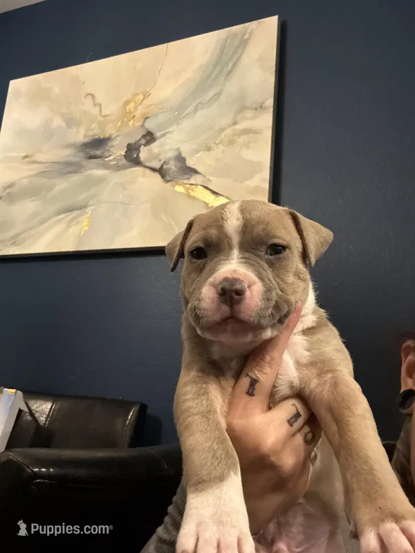 Last boy – American Pit Bull Terrier puppy for sale in Colorado Springs, CO