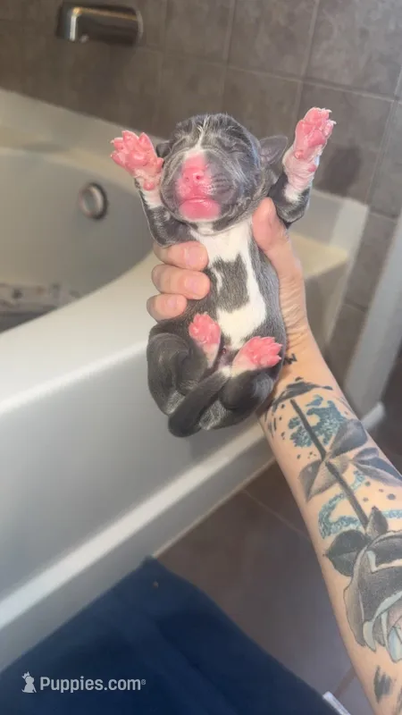 Eleven  – American Pit Bull Terrier puppy for sale in Colorado Springs, CO