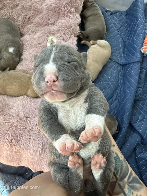 Eleven  – American Pit Bull Terrier puppy for sale in Colorado Springs, CO