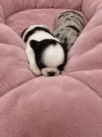 Kiki, a male Chihuahua for sale in Miami, FL – 3 of 7