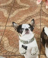 Many, a male Chihuahua for sale in Miami Gardens, FL – 5 of 6