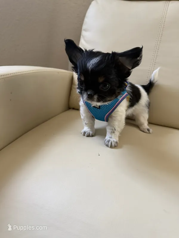 Tommy – Chihuahua puppy for sale in Miami, FL