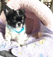 Sushi, a male Chihuahua for sale in Miami, FL – 3 of 3