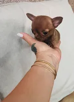 Rosy, a female Chihuahua for sale in Miami Gardens, FL – 2 of 2