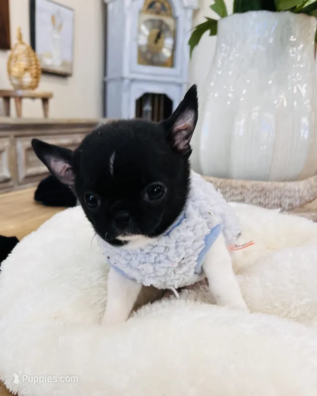 Oreo, a male Chihuahua for sale in Miami Gardens, FL – 1 of 4