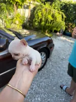 Coco, a male Chihuahua for sale in Miami, FL – 2 of 2