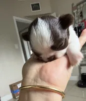 Kiki, a male Chihuahua for sale in Miami, FL – 4 of 7