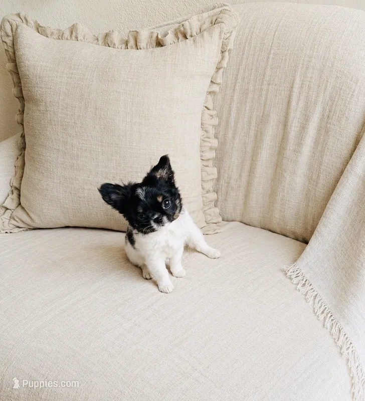 Sushi – Chihuahua puppy for sale in Miami, FL
