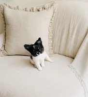 Sushi, a male Chihuahua for sale in Miami, FL – 1 of 3