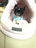 Sushi, a male Chihuahua for sale in Miami, FL – 2 of 3