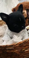 Oreo, a male Chihuahua for sale in Miami Gardens, FL – 4 of 4