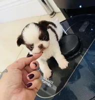 Kiki, a male Chihuahua for sale in Miami, FL – 6 of 7