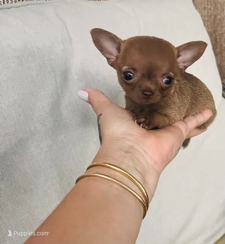 Rosy, a female Chihuahua for sale in Miami Gardens, FL – 1 of 2