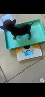 Minie, a female Chihuahua for sale in Miami Gardens, FL – 4 of 4