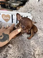 Minie, a female Chihuahua for sale in Miami Gardens, FL – 2 of 4