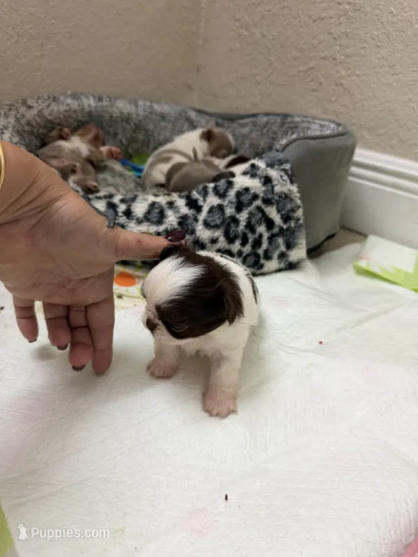 Kiki – Chihuahua puppy for sale in Miami, FL