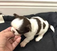 Kiki, a male Chihuahua for sale in Miami, FL – 7 of 7